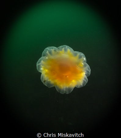 Lion's Mane Jelly of the coast of New England by Chris Miskavitch 
