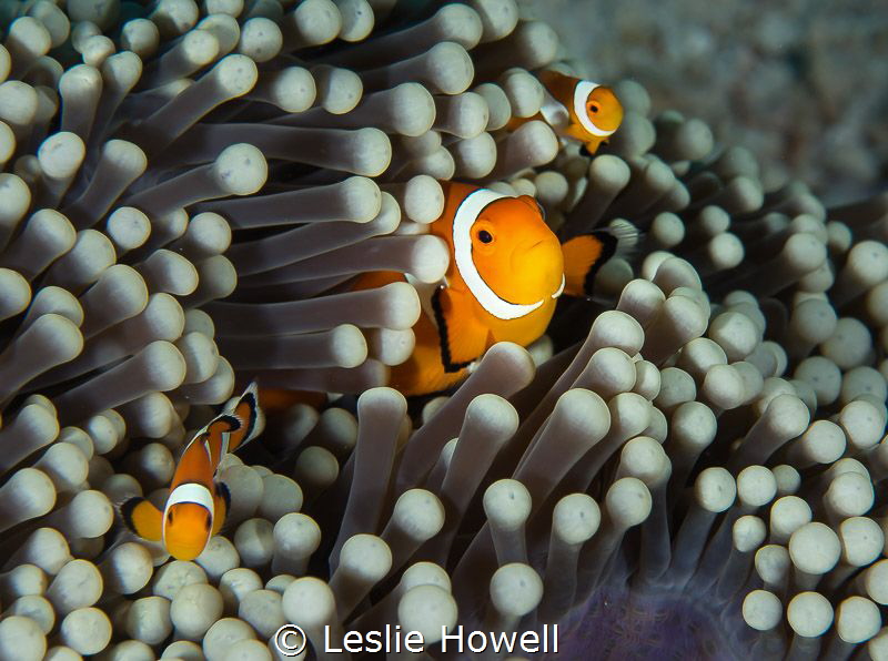 Family of clownfish in the Banda Sea. by Leslie Howell 