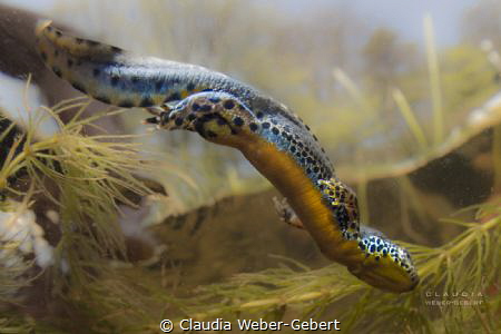 diving....
alpine salamander newt by Claudia Weber-Gebert 