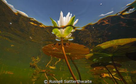 Part of a project I'm working on flowers in the Everglades by Russell Satterthwaite 