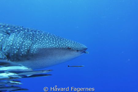 4 meter whaleshark at shark bank mahe island by Håvard Fagernes 