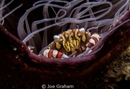 Crab Portrait - Red and White Harlequin Crab feeding on t... by Joe Graham 