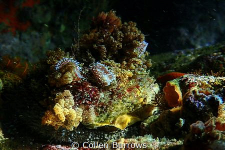 Disk World - family of nudibranches hitching a ride on an... by Collen Burrows 