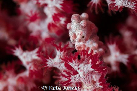 Sit back and smell the roses
Pygmy seahorse, Secet Bay, ... by Kate Jonker 