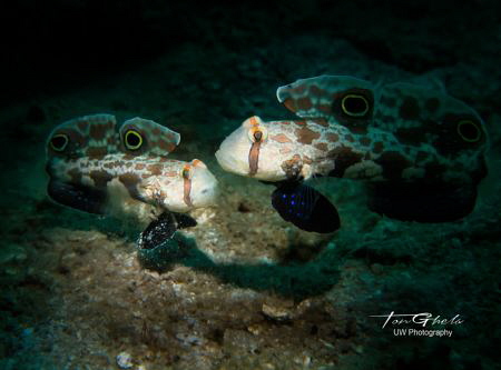 COUPLE...
Crab Eye Goby - Signigobius biocellatus by Ton Ghela 