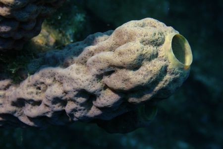 Tube Sponge with Juvenile Neon Goby taken with EF-60mm Ca... by David Winokur 