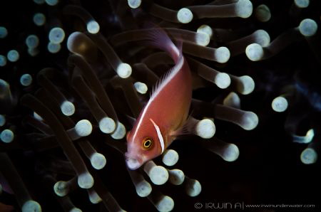 Y A W N 
Pink skunk clownfish (Amphiprion perideraion)
... by Irwin Ang 