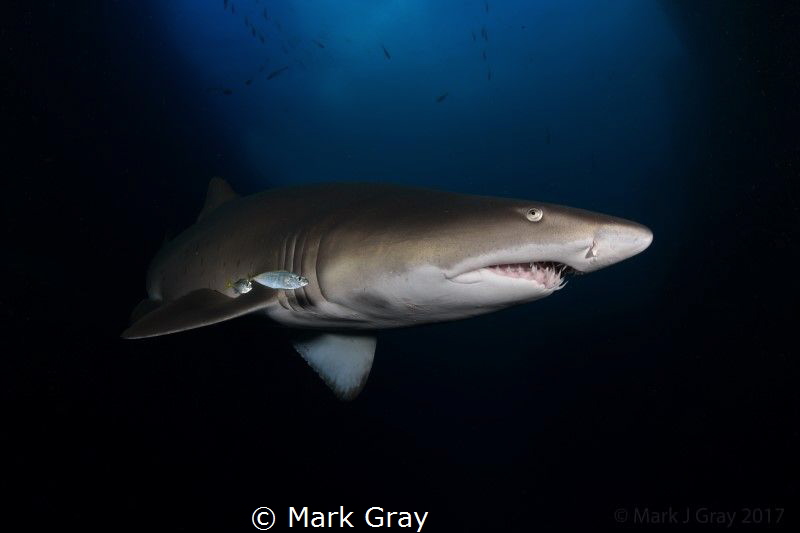 Grey Nurse Shark, Fish Rock, South West Rocks, Australia by Mark Gray 