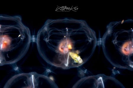 T R A P P E D
Butterfish larvae in salp colony by Lilian Koh 