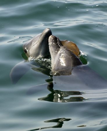 This image was taken when a couple of dolphins were playi... by Eduardo Lugo 