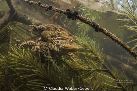 what do the toads make in the christmas tree??? by Claudia Weber-Gebert 