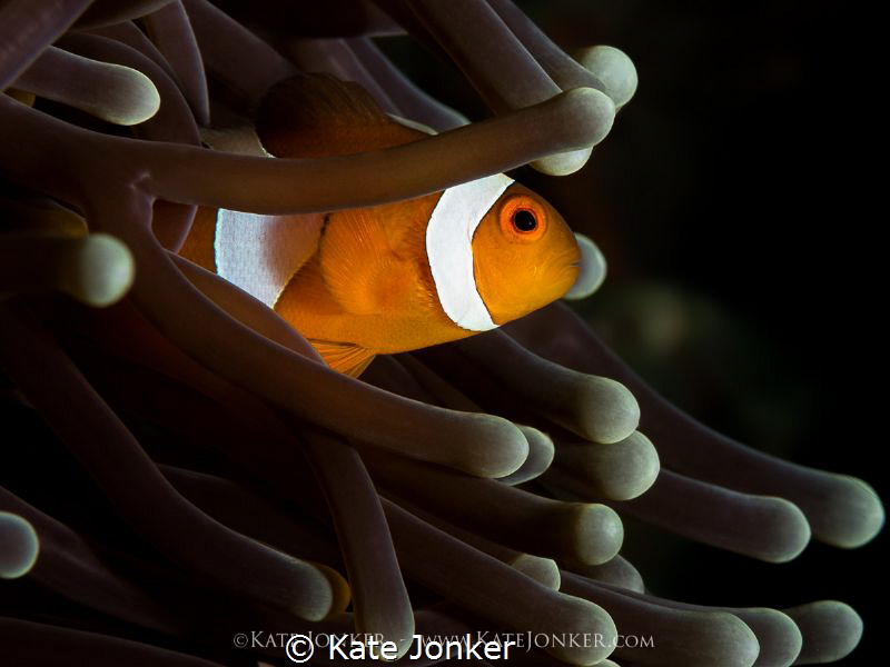 My home!
Clownfish in its natural habitat. by Kate Jonker 