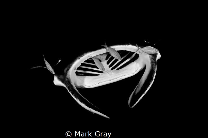 Manta black and white by Mark Gray 