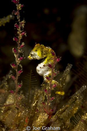 Pontohi Pygmy Seahorse trying to hide. But we found you! by Joe Graham 