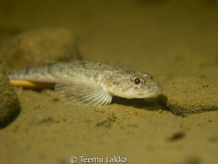 The Freshwater Fourhorn Sculpin (Myoxocephalus quadricorn... by Teemu Lakka 