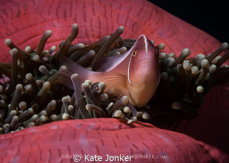 Home is where the heart is
Skunk anemone fish closely gu... by Kate Jonker 