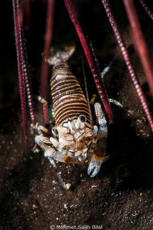 Bumblebee shrimp feeling safe between the spikes of sea u... by Mehmet Salih Bilal 