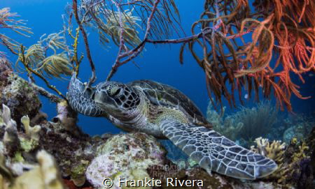 Resting Green Sea Turtle by Frankie Rivera 