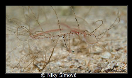 Dinner time! Jellyfish eating small fish by Niky Šímová 