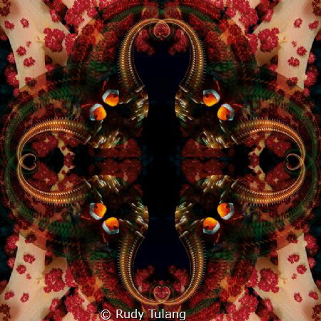 clownfish hiding at softcoral by Rudy Tulang 