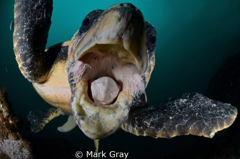 Close up of Loggerhead Turtle by Mark Gray 