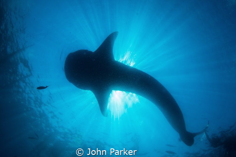 Whale Shark Sillouette by John Parker 