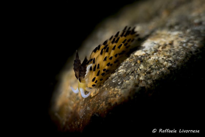 nudibranch running down from a stone, snooted strobe light by Raffaele Livornese 