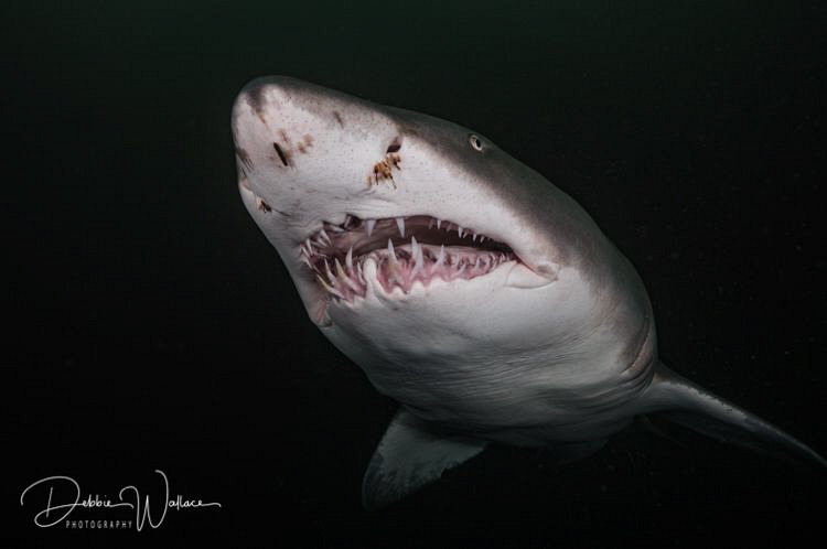 "My BEST side!!"  This gorgeous female sand tiger shark c... by Debbie Wallace 