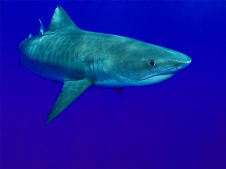 Tiger shark in the blue. This one crept up behind me, and... by David Ainsbury 
