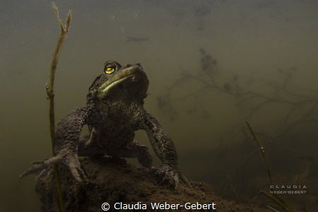 the prayer.........

male toad - freshwater by Claudia Weber-Gebert 