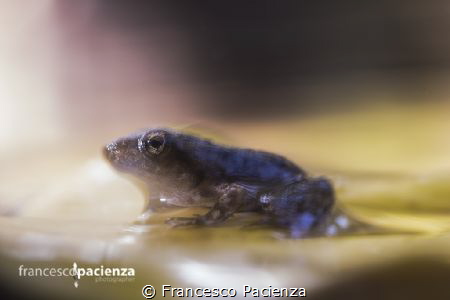 Froggy slow-motion. by Francesco Pacienza 