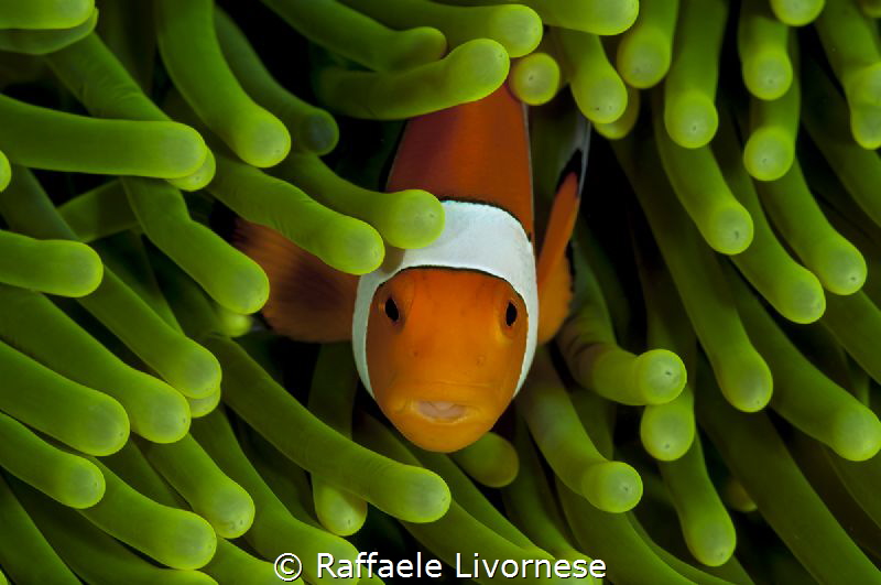 clownfish in green anemone by Raffaele Livornese 