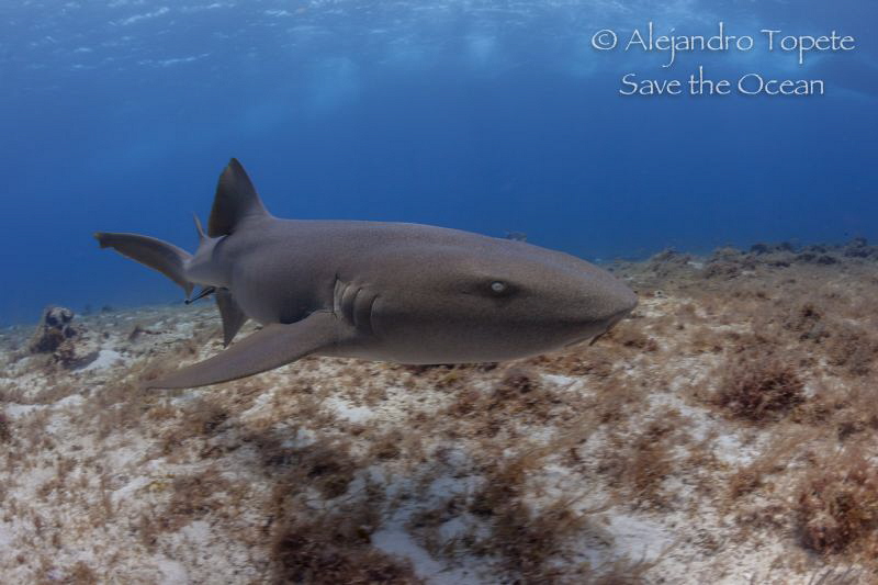 Nurse Shark in Cedral, Cozumel Mexico by Alejandro Topete 