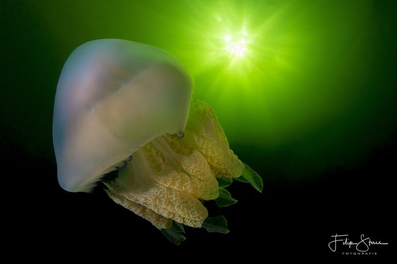 Barrel jellyfish, Zeeland, the Netherlands. by Filip Staes 