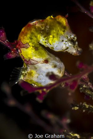 Close up of a Pontohi Pygmy Seahorse hiding in the dark. by Joe Graham 