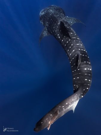 Adios Amigo! - A Whale Shark (Rhincodon typus) swimming a... by Hannes Klostermann 
