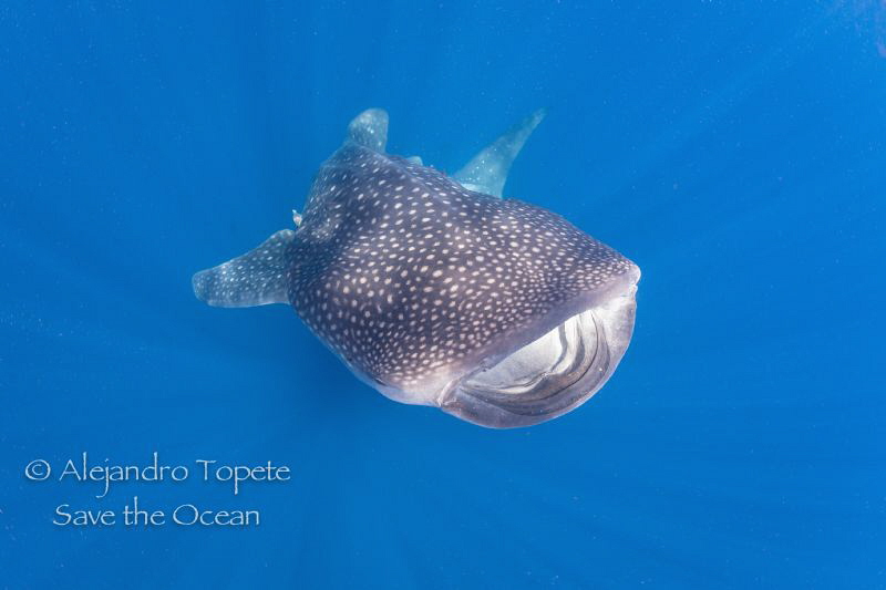 Whale Shark close up, Isla Contoy México by Alejandro Topete 