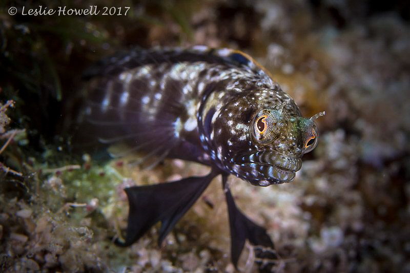 Sailfin Blenny guarding his territory. by Leslie Howell 