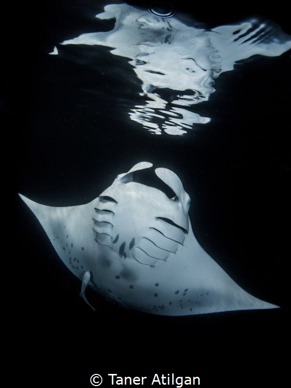 Manta reflection (night snorkeling) by Taner Atilgan 