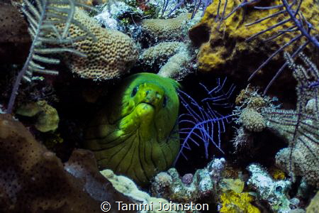 Moray Eel off of Roatan Honduras by Tammi Johnston 