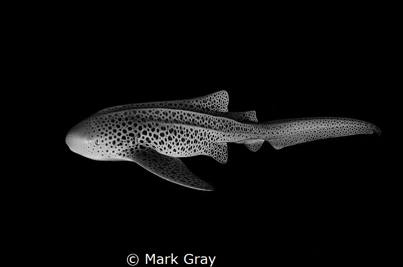 Leopard and his spots (Leopard shark aka Zebra Shark) by Mark Gray 
