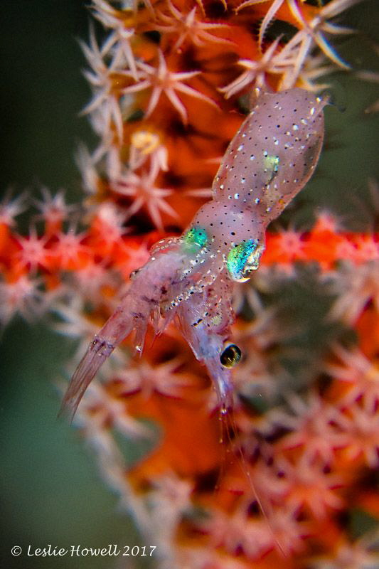Pygmy squid bringing home the bacon. by Leslie Howell 