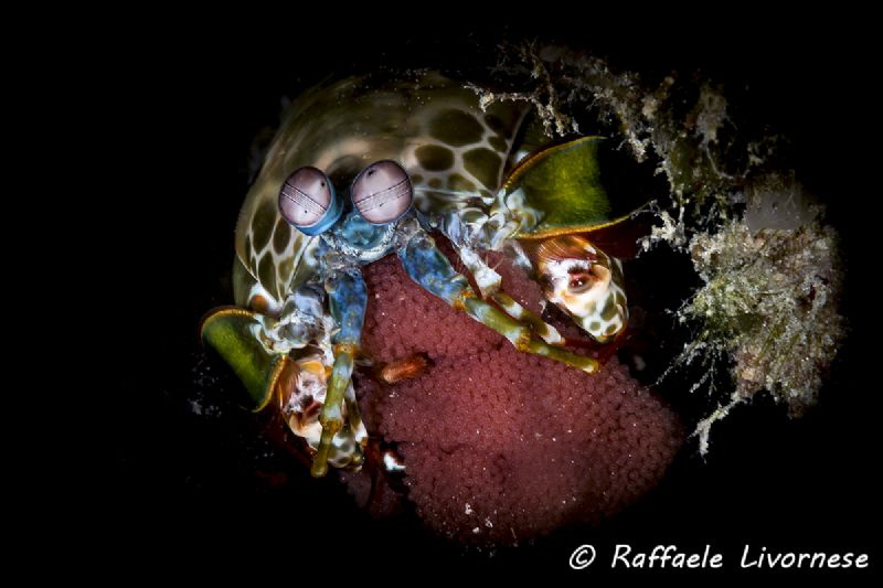 Manthis shrimp with eggs by Raffaele Livornese 