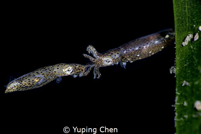 Pygmy Squid//Lembeh strait,Indonesia, Canon 5D MarkIV, 10... by Yuping Chen 