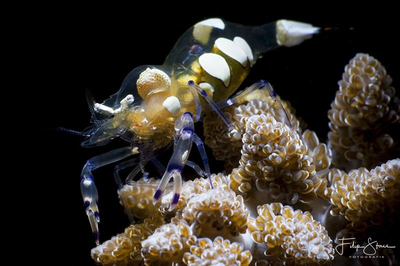 Anemone shrimp (Periclemenes brevicarpalis) by Filip Staes 