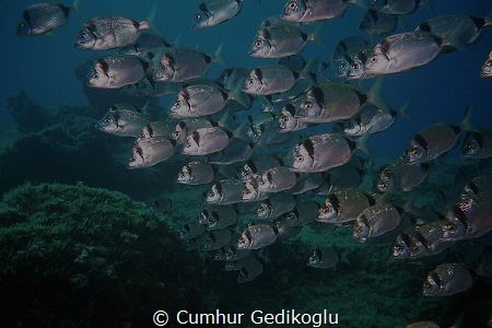 Diplodus vulgaris
School of fish was watching me. by Cumhur Gedikoglu 