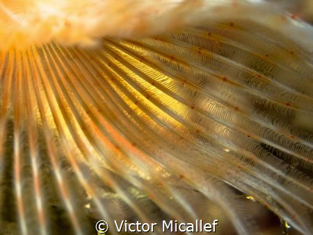 Detail of a fanworm by Victor Micallef 
