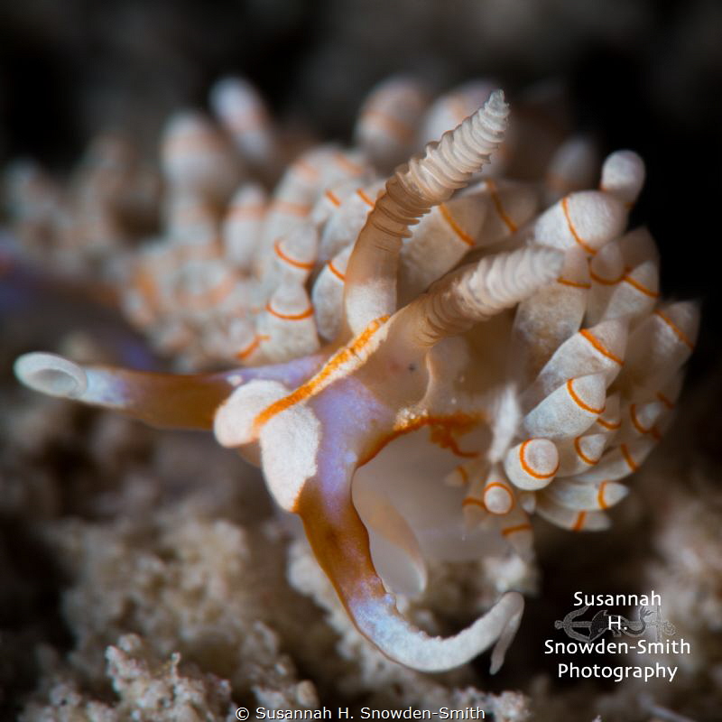 A tiny, beautiful nudibranch found in Grand Cayman.  Size... by Susannah H. Snowden-Smith 