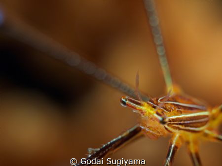 "spider man's eyes." it's spider crab.they have so beutif... by Godai Sugiyama 