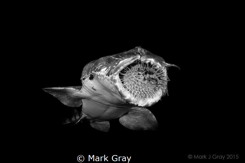 Wobbegong with a Porcupine Puffer lodged in its mouth by Mark Gray 